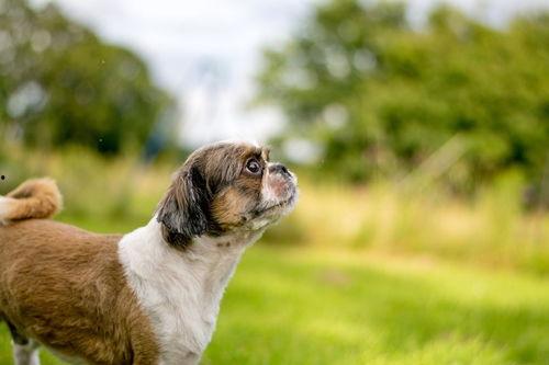 狗狗最新爆料视频下载,萌宠日常大曝光！